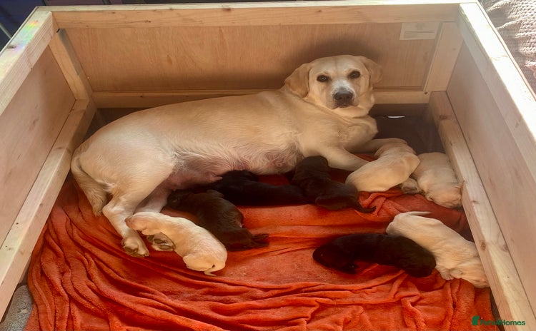 Labrador Retriever dogs - Advert 1