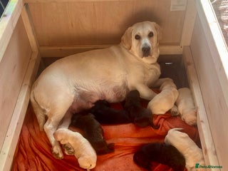 Labrador Retriever dogs First litter pedigree Labrador puppies - Advert 6
