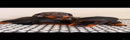 Miniature Dachshund dogs for sale: Miniature Dachshunds - Advert 11