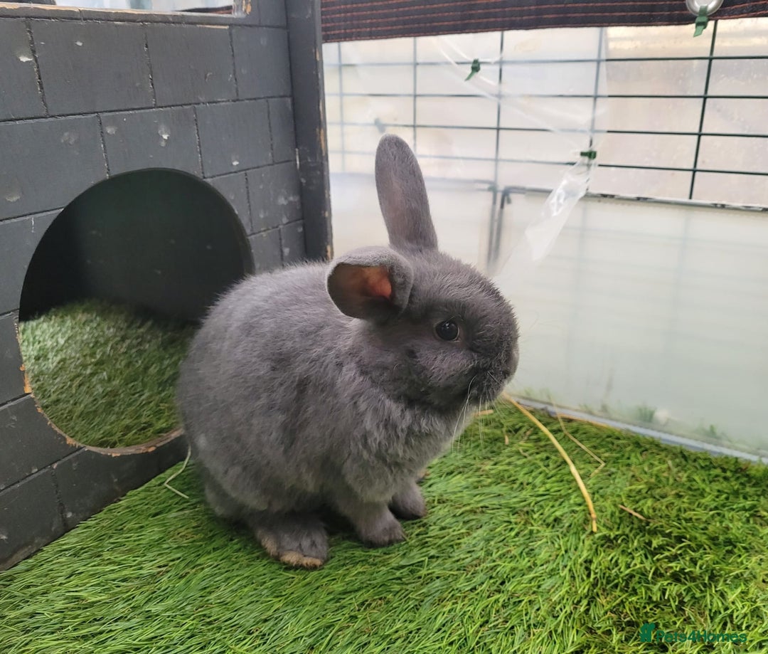 Mixed Breed rabbits for sale: Beautiful Rabbits - READY TO RESERVE - Advert 20