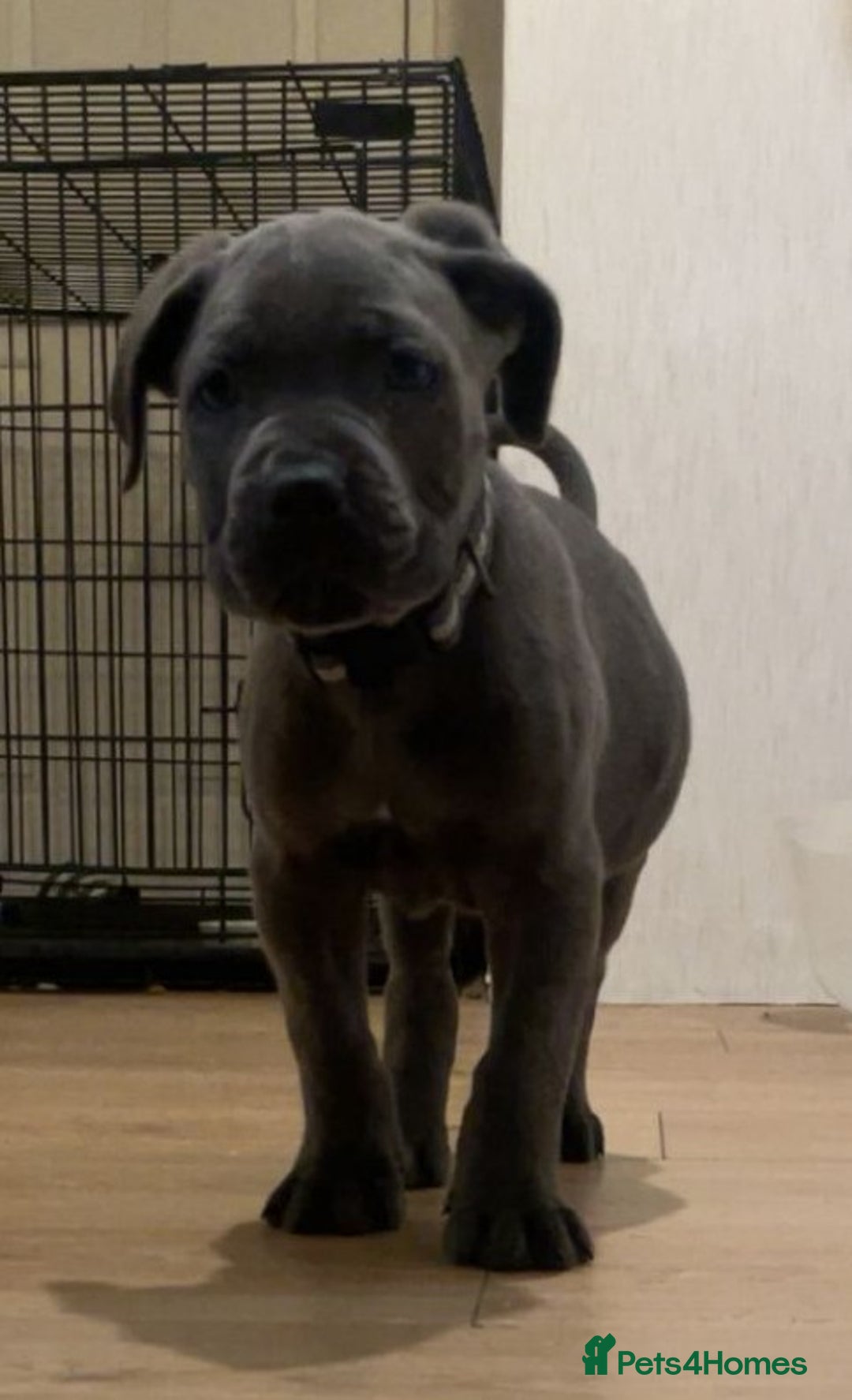 Cane Corso dogs for sale: Purebred champion bloodline cane corso - Image 2