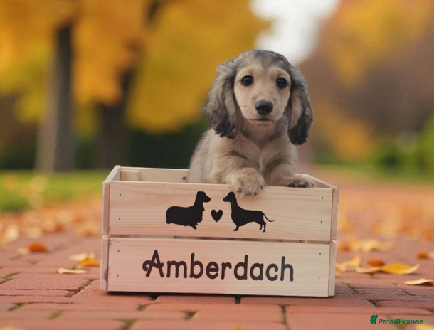 Miniature Dachshund dogs - Advert 11