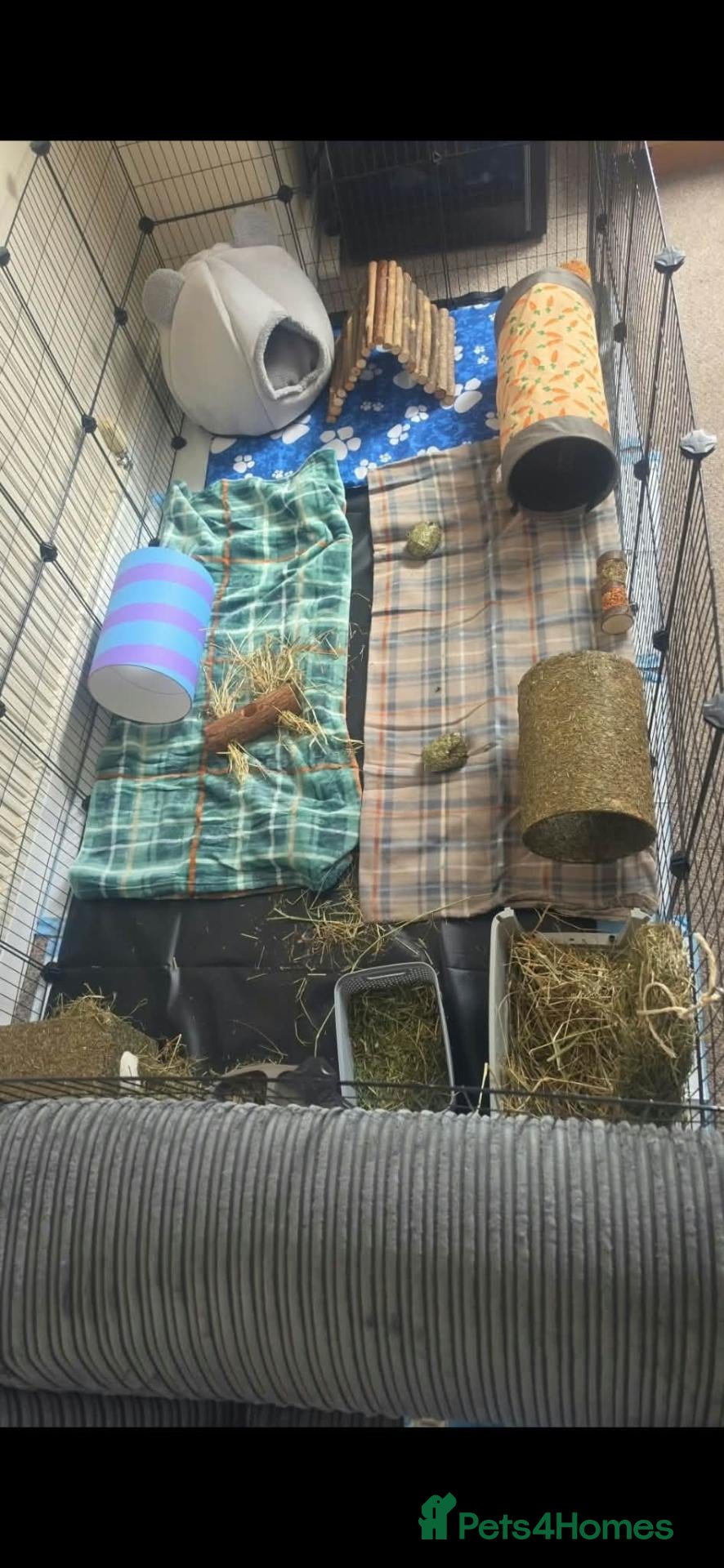 Guinea Pig rodents 4 x indoor female Guinea pigs with home - Advert 2