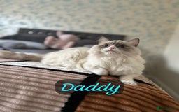 Ragdoll cats for sale: GCCF Registered Ragdoll Kittens Available! 🐾 in Taunton - Image 15