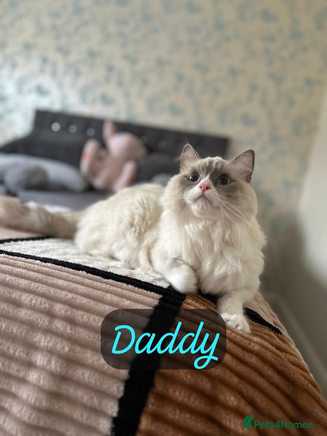 Ragdoll cats for sale: GCCF Registered Ragdoll Kittens Available! 🐾 in Taunton - Image 15