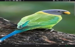 Parakeets birds for sale: Blue and red plum headed parakeets  - Image 4