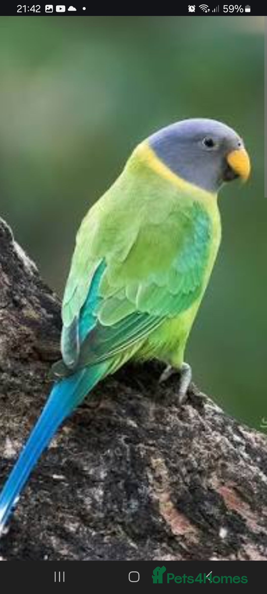 Parakeets birds for sale: Blue and red plum headed parakeets  - Image 4