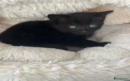 Mixed Breed cats for sale: Wonderful two boys and girl🐈‍⬛🐈🐈‍⬛😍 - Image 3