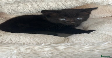 Mixed Breed cats - Advert 7