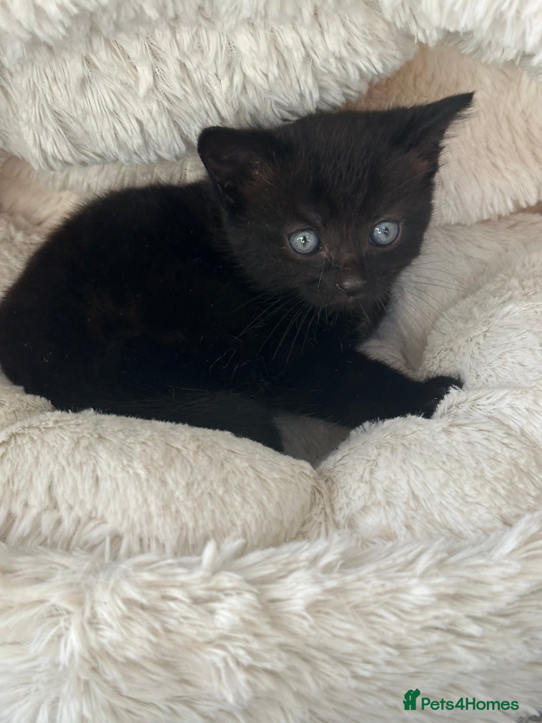 Mixed Breed cats for sale: Wonderful two boys and girl🐈‍⬛🐈🐈‍⬛😍 - Image 3