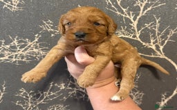 Cockapoo dogs for sale: F1 mini Cockapoos 30 dna health tested clear  - Image 7