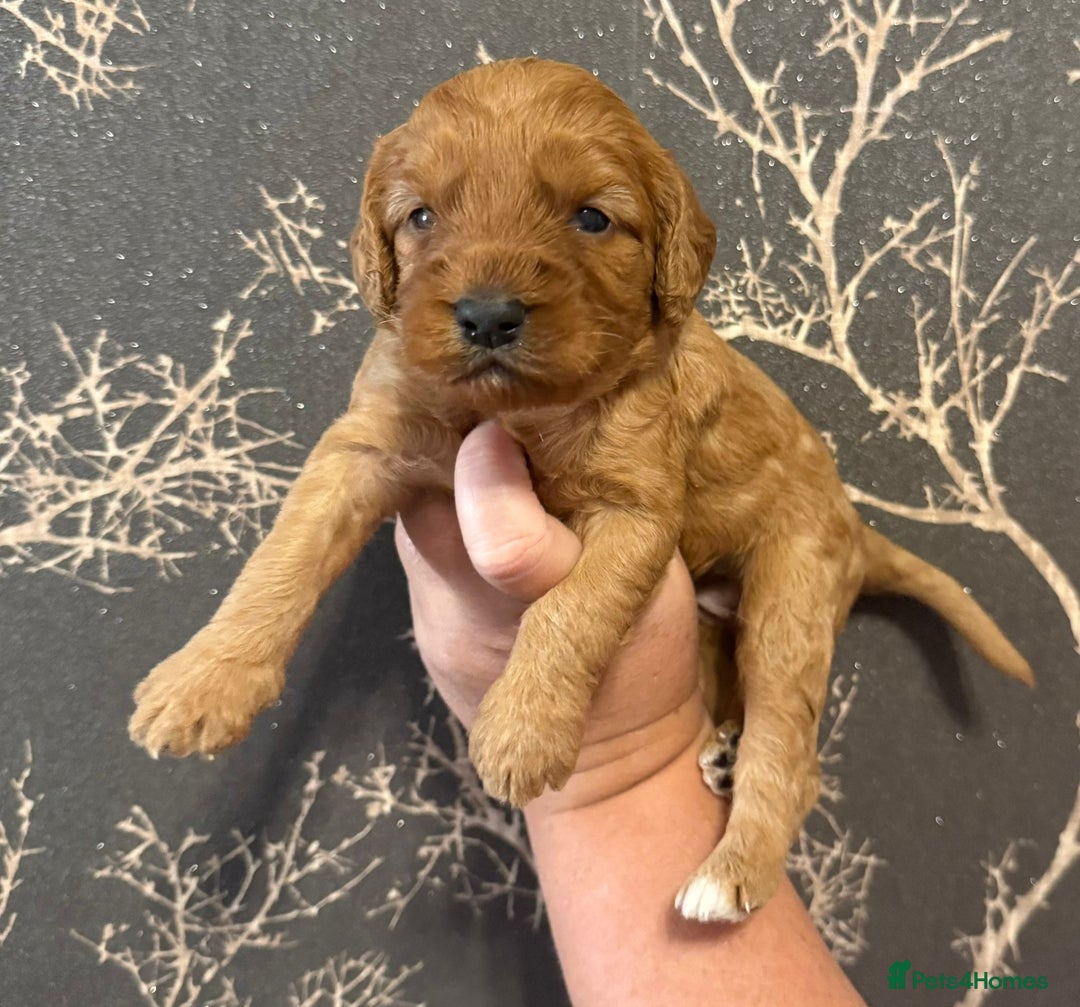 Cockapoo dogs for sale: F1 mini Cockapoos 30 dna health tested clear  - Image 7
