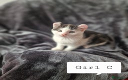 Mixed Breed cats for sale: 4 peculiar kittens with elf ears ❤️ - Image 9