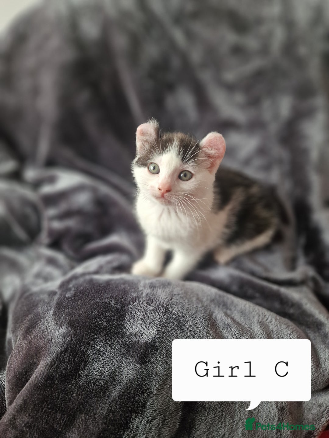 Mixed Breed cats for sale: 4 peculiar kittens with elf ears ❤️ - Image 9
