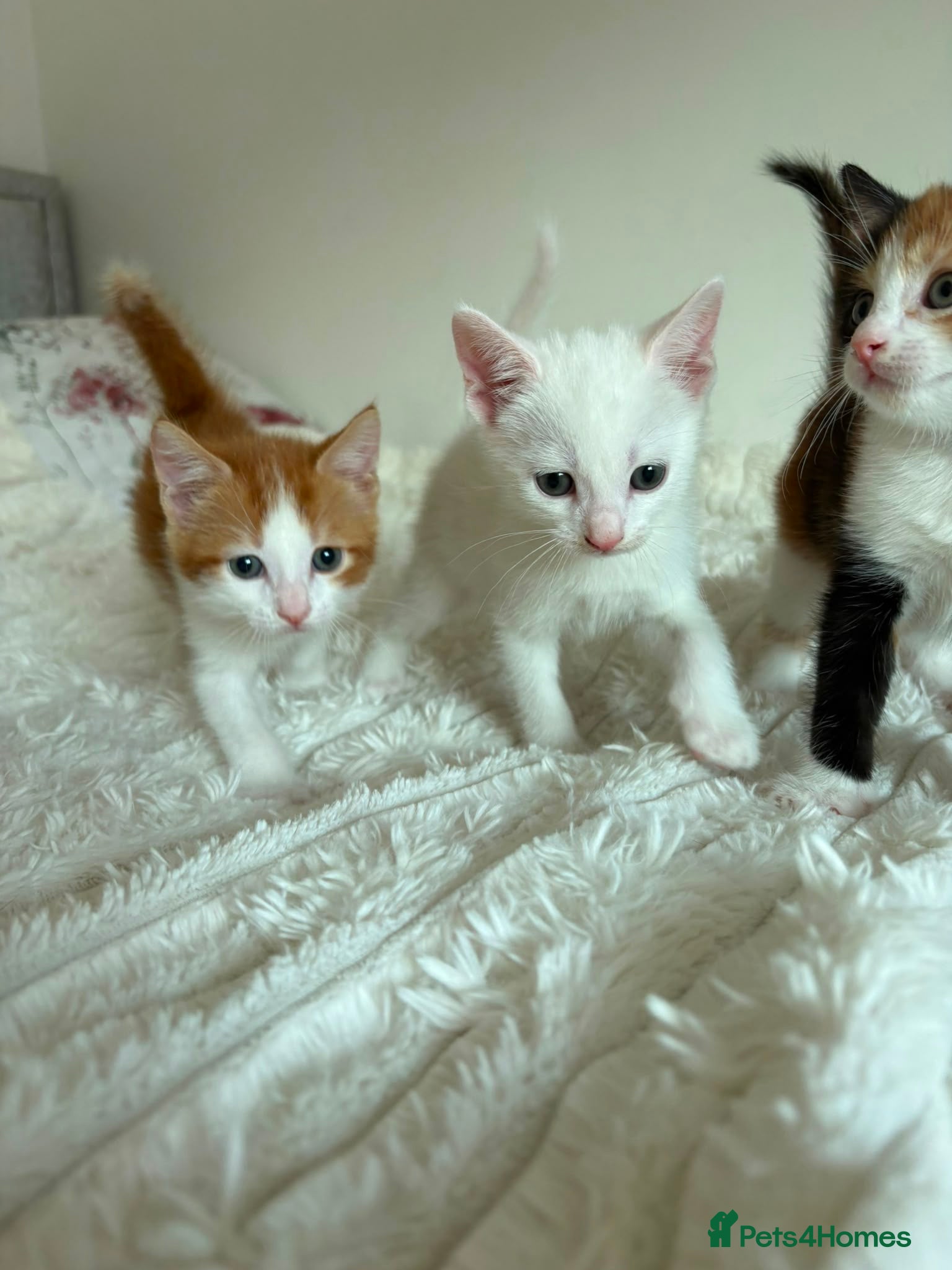 Mixed Breed cats Adorable Domestic Kittens for sale  - Advert 1