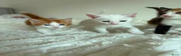 Mixed Breed cats for sale: Adorable Domestic Kittens for sale  - Advert 6