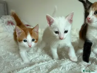 Mixed Breed cats Adorable Domestic Kittens for sale - Advert 1