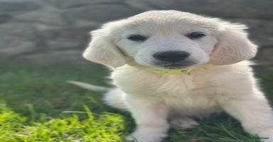 Golden Retriever dogs - Advert 13