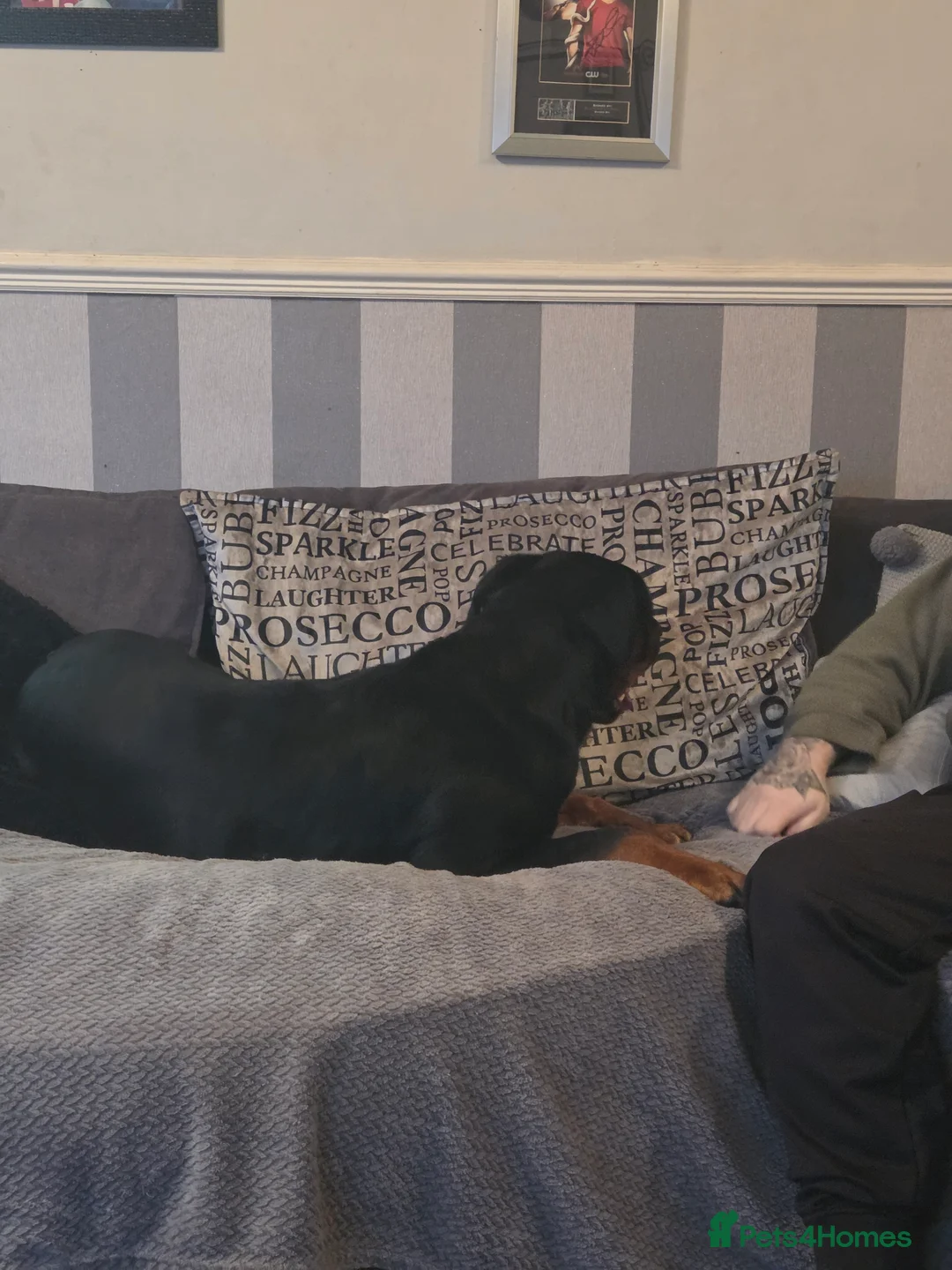 Rottweiler dogs for sale: Stunning ruby  - Advert 5