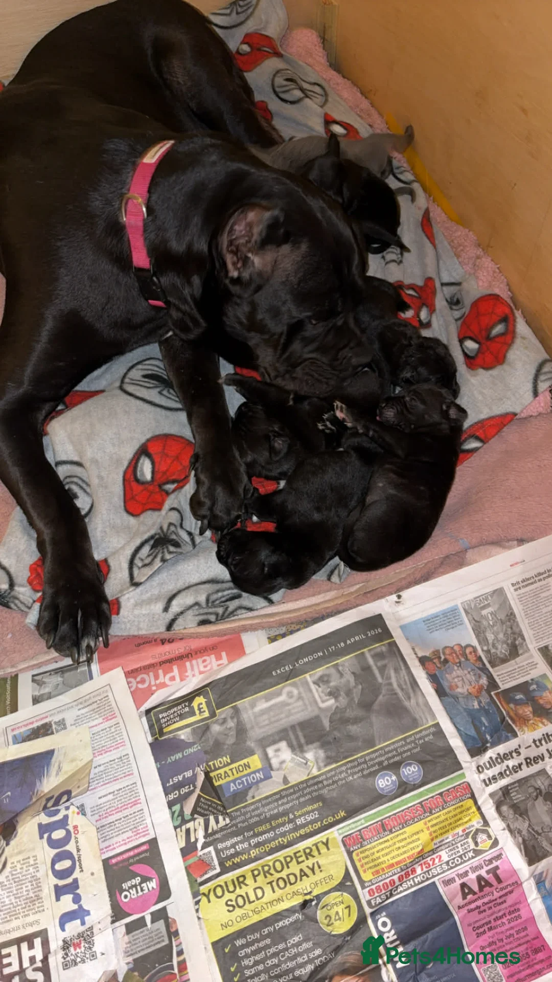 Cane Corso dogs for sale: Beautiful male cane corso puppy - Advert 8