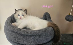 Ragdoll cats for sale: 2 Boys left Gccf £950 Ragdolls  - Image 21