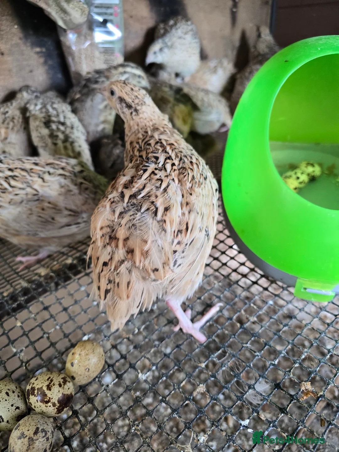 Quail poultry for sale: Quails and quails eggs  - Advert 2