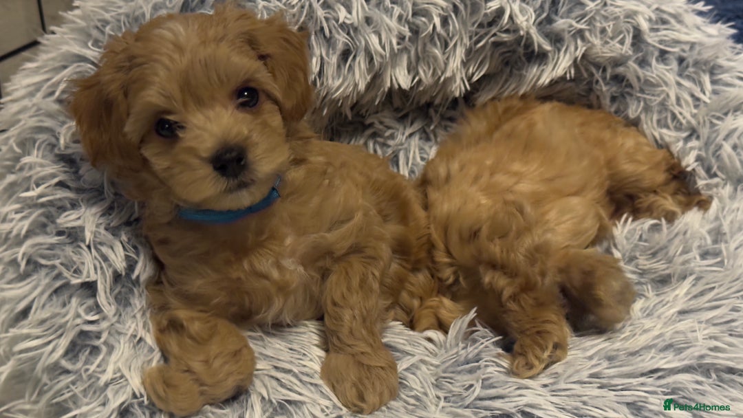 Maltipoo dogs for sale: Stunning litter of Maltipoo babies - just one left in Wokingham - Image 36