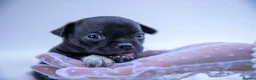 Chihuahua dogs for sale: 🌟 Exceptional Smooth-Coat Chihuahua Girls  - Advert 2