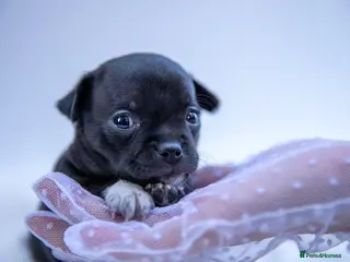 Chihuahua dogs 🌟 Exceptional Smooth-Coat Chihuahua Girls - Advert 2