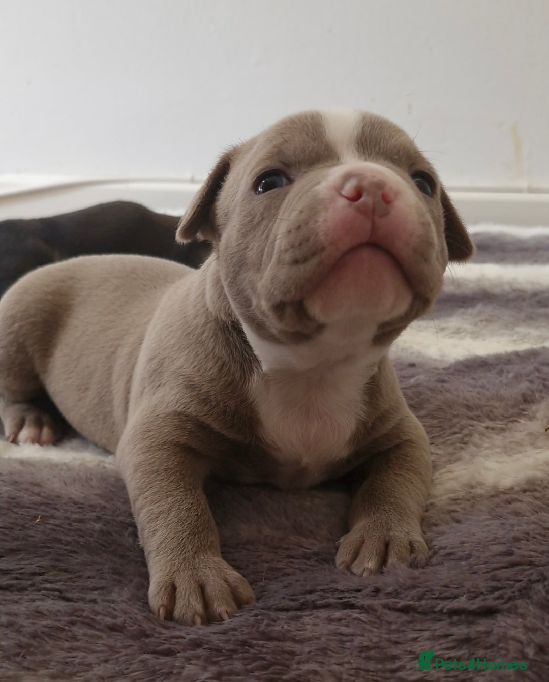 American Bully dogs for sale: 3 female pocket bully's available  - Image 10