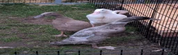 Ducks poultry for sale: 3 Runner Female Ducks  - Advert 4