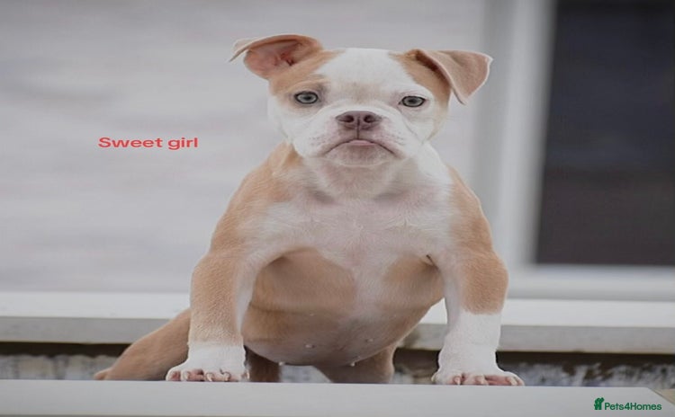 Olde English Bulldogge dogs - Advert 7