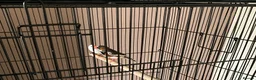 Finches birds for sale: Breeding pair of Zebra Finch in Wednesbury - Advert 4