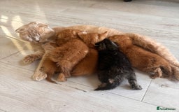 Scottish Fold cats for sale: Scottish fold/straight kittens  - Image 6