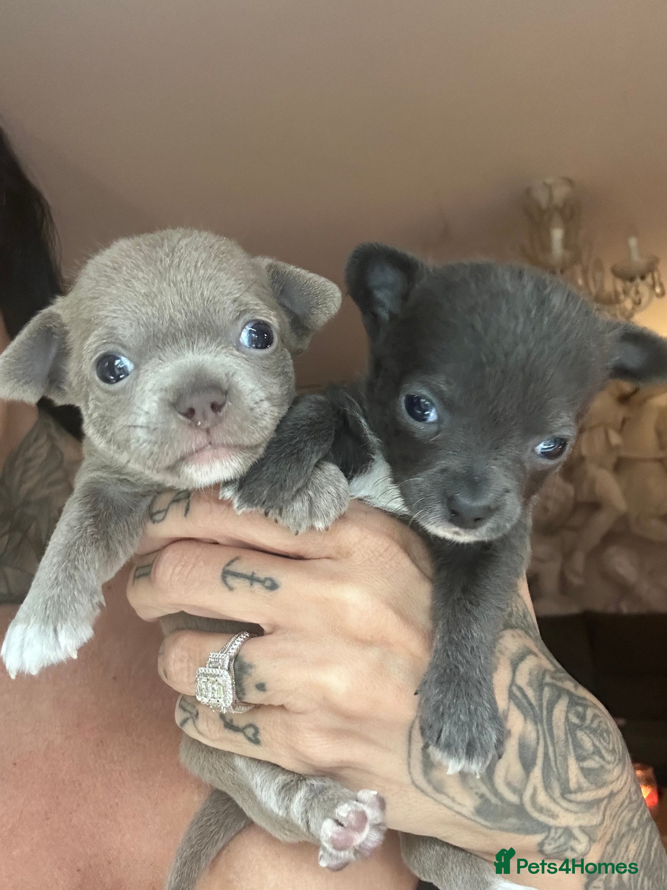 Chihuahua dogs 2 stunning short hair chihuahua females - Advert 8