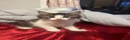 Mixed Breed cats for sale: Beautiful Male Kittens 🥰 in Dartford - Advert 15