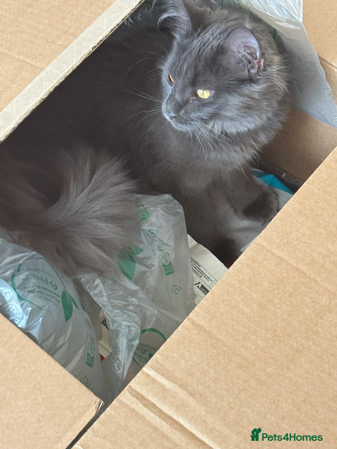 Maine Coon cats for sale: ✨ Beautiful Maine Coon Ex-Queen ✨ - Advert 14