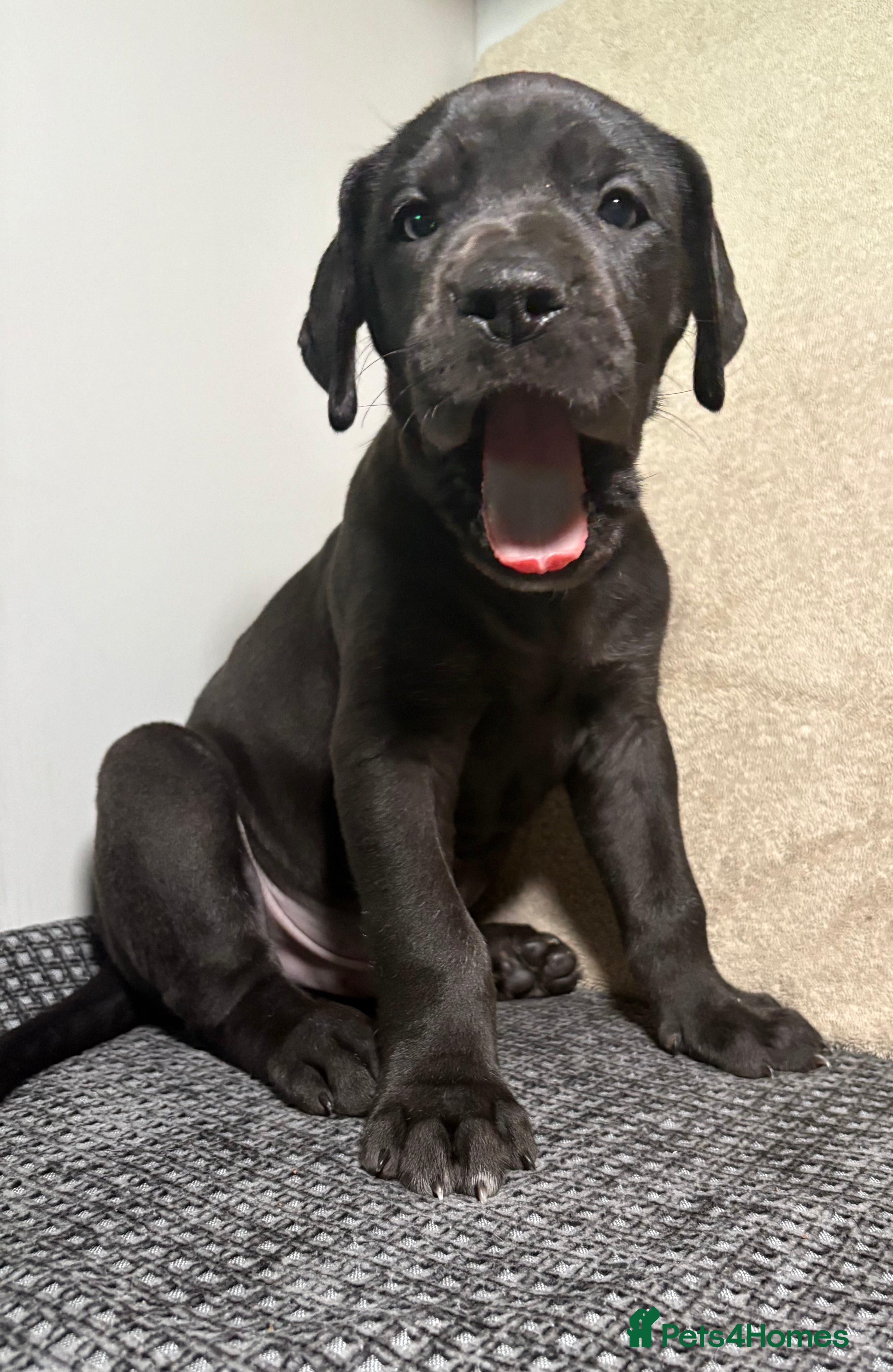 Great Dane dogs *** Only 4 remaining *** Great Dane puppies - Advert 11