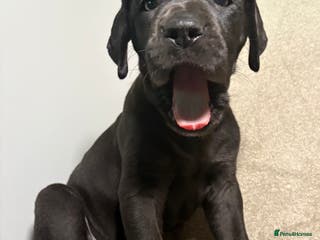 Great Dane dogs *** Only 4 remaining *** Great Dane puppies - Advert 11