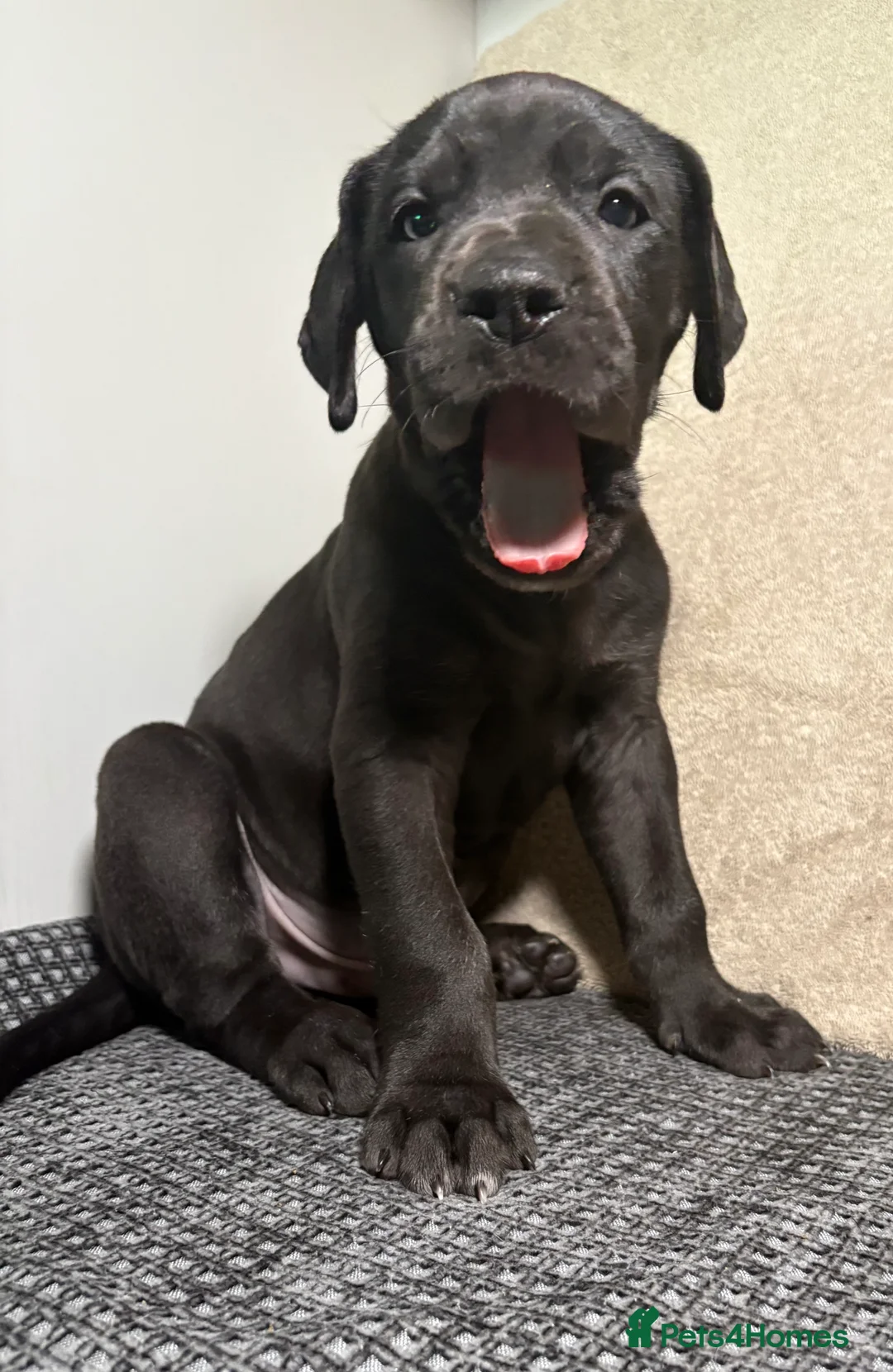 Great Dane dogs for sale: *** Only 3 remaining *** Great Dane puppies - Advert 1
