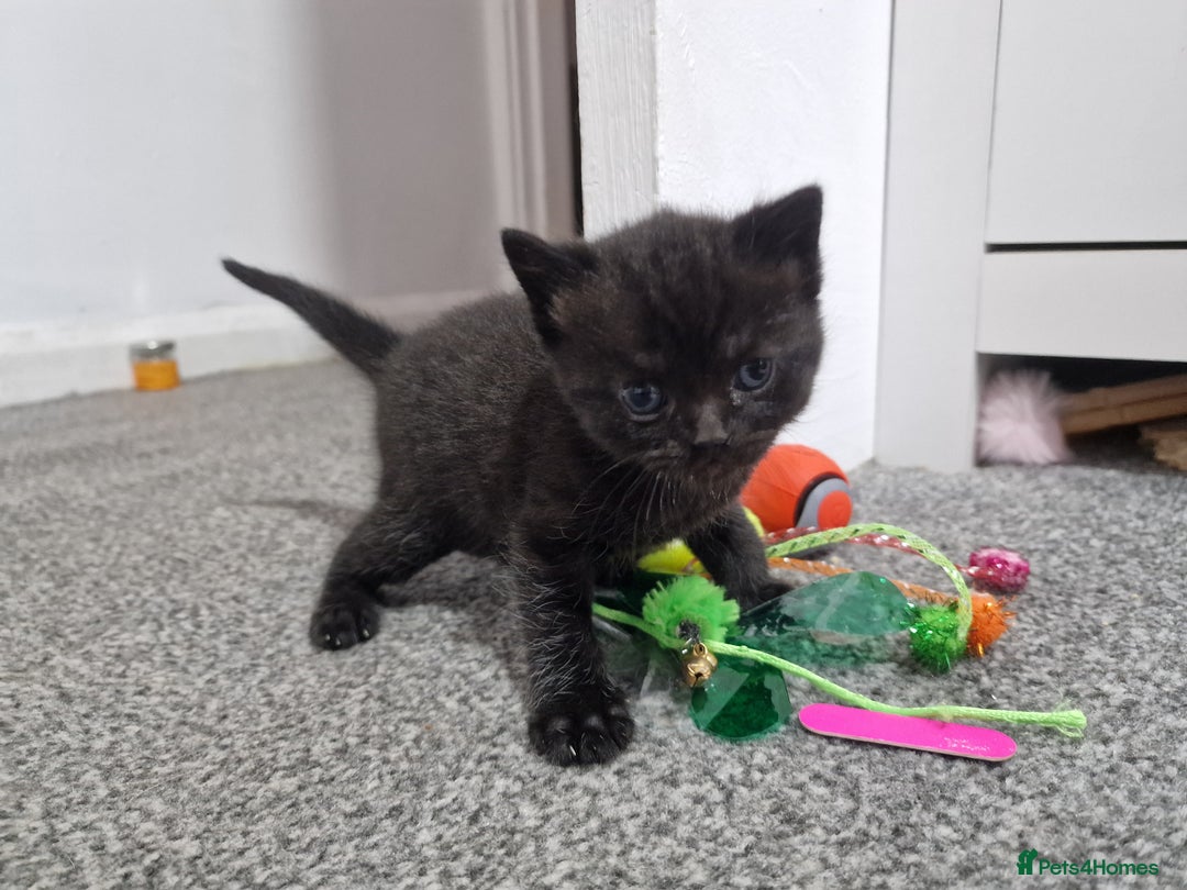 Mixed Breed cats for sale: Bsh cross maine coon - Image 11