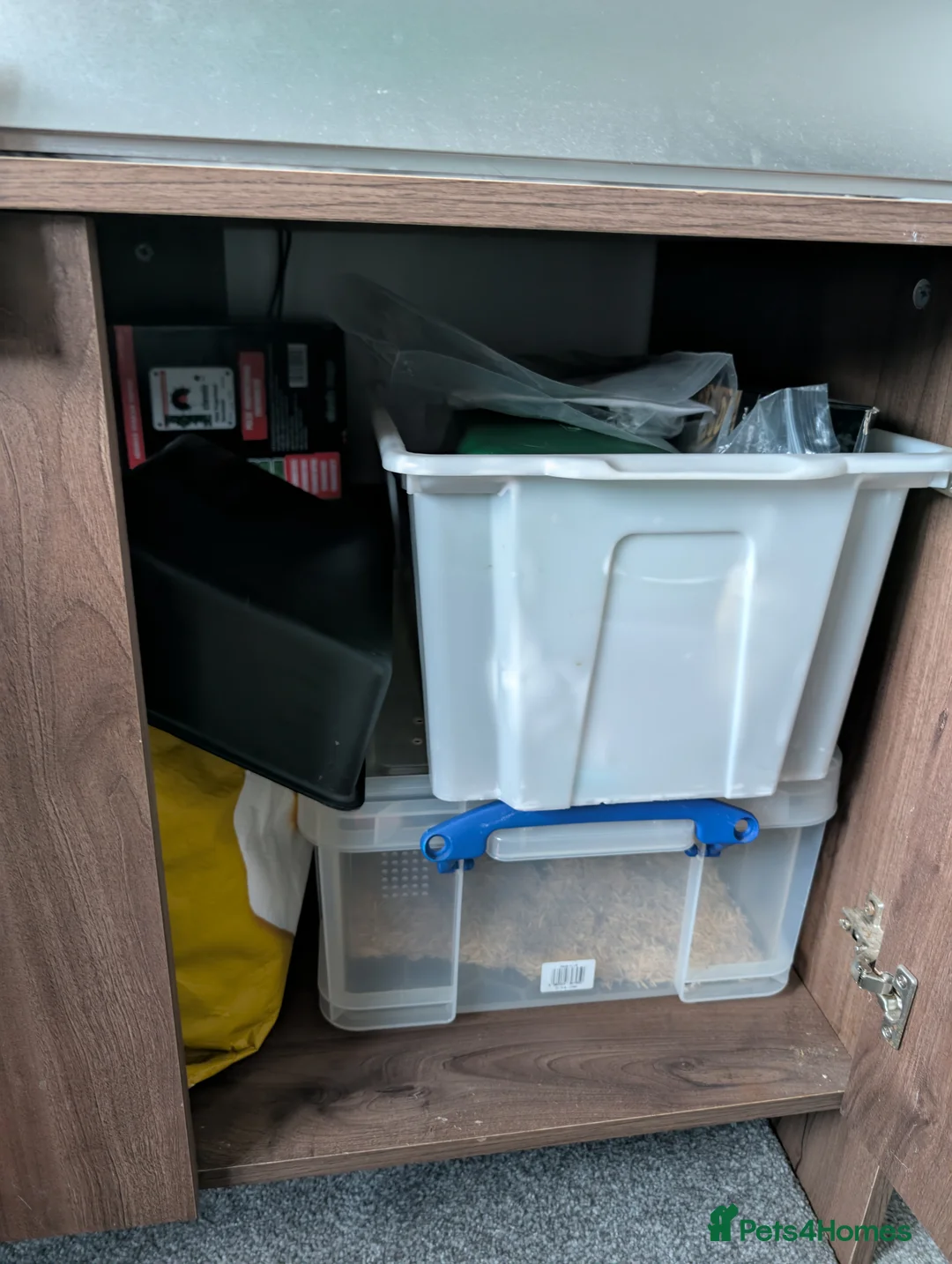 Corn Snake reptiles for sale: 3 year old Corn snake and full habitat - Advert 6