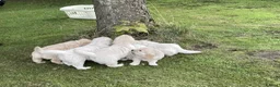 Golden Retriever dogs for sale: Beautiful litter of golden retriever  - Advert 5