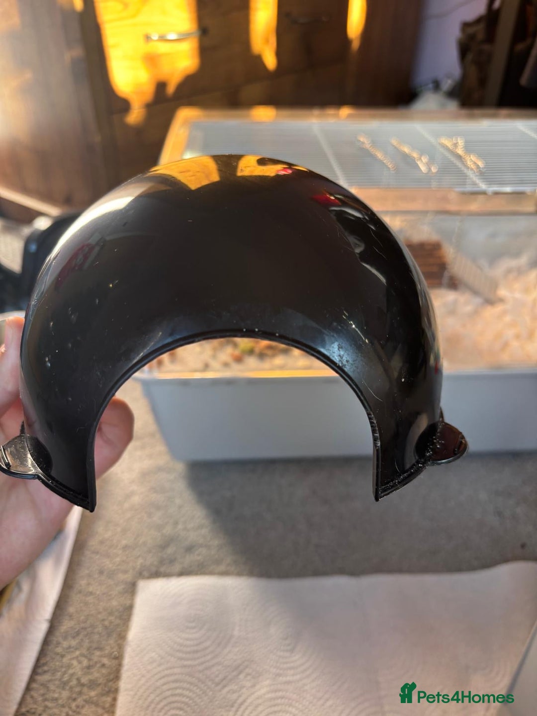 Rat rodents for sale: Dumbo Rats - Advert 17