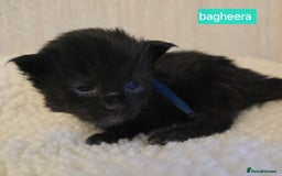 Maine Coon cats for sale: Maine Coon Kittens Smokes Large Russian Lines - Image 19