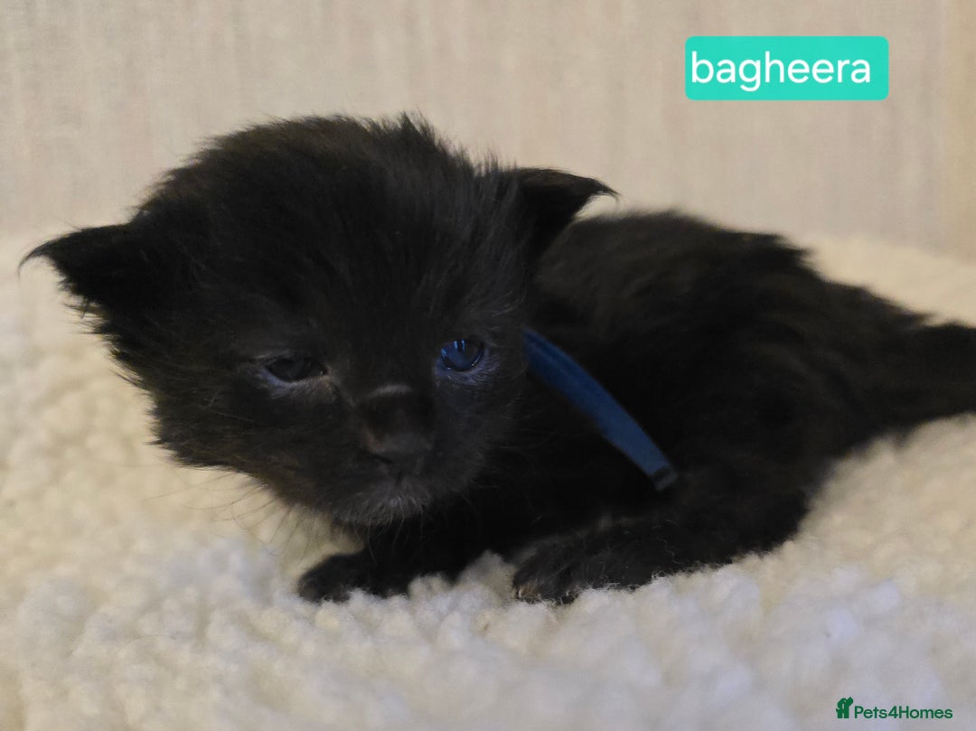 Maine Coon cats for sale: Maine Coon Kittens Smokes Large Russian Lines - Image 19