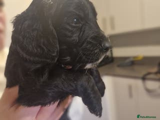 Cockapoo dogs 6 beautiful F2 cockapoos for sale! - Advert 5