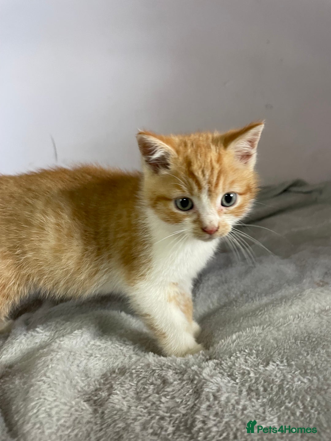 British Shorthair cats for sale: Four kittens ready to go (prices vary) - Image 38