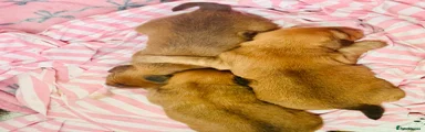 Mixed Breed 5