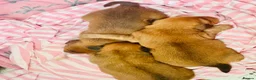 Mixed Breed dogs for sale: Cocker-Pomeranian  - Advert 18